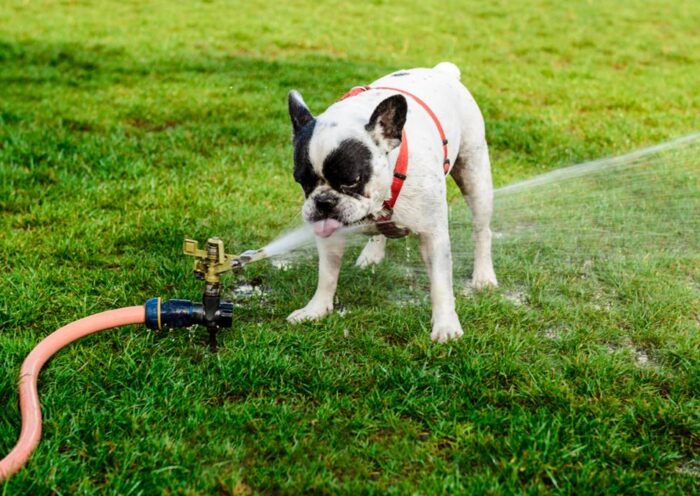 Bevattningssystem för hundagare