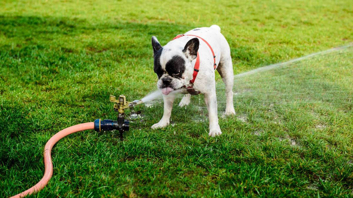 Bevattningssystem för hundagare